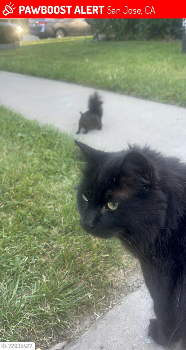 Lost Unknown Cat last seen Coy dr, San Jose, CA 95123