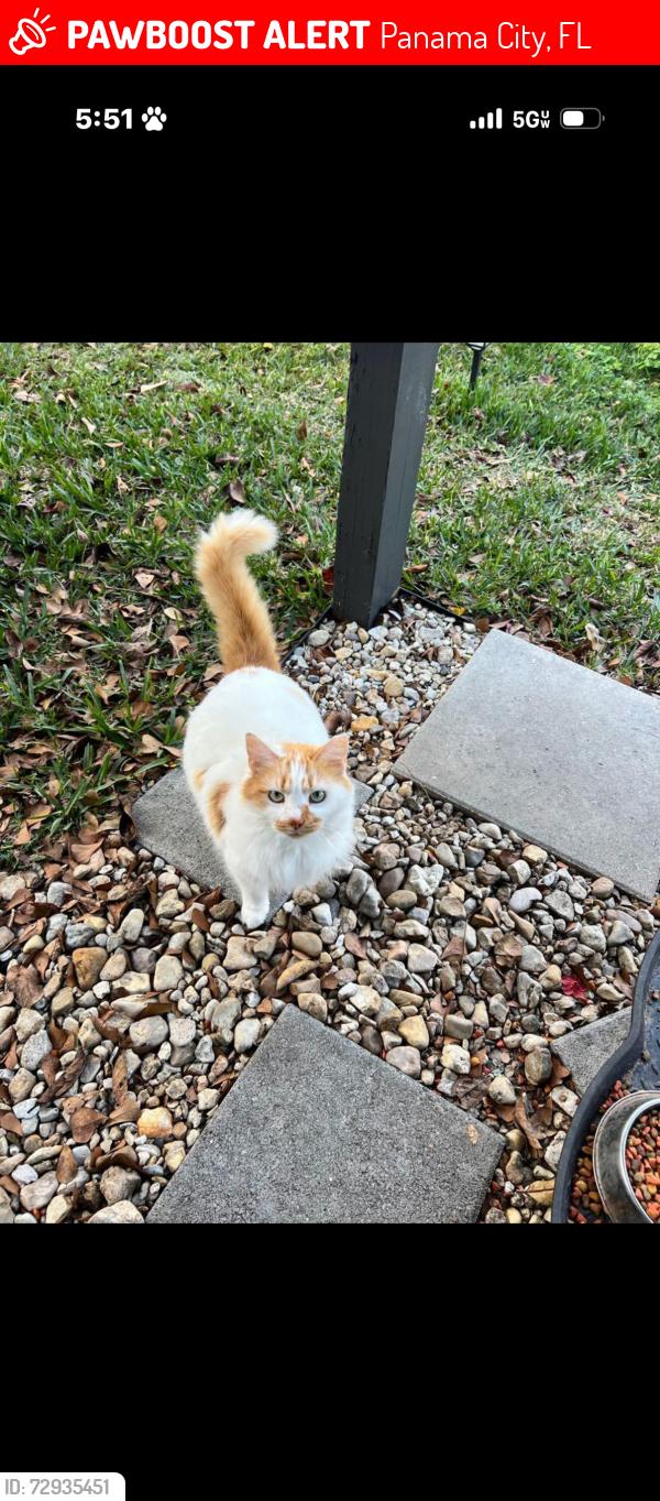 Lost Female Cat last seen Lawton Court, Panama City, FL 32405