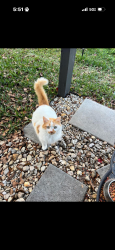 Lost Female Cat last seen Lawton Court, Panama City, FL 32405