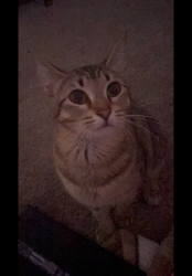 Lost Female Cat last seen Around Memphis dr , Norman, OK 73071
