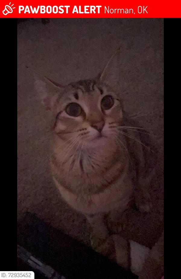 Lost Female Cat last seen Around Memphis dr , Norman, OK 73071