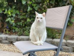 Reunited Male Cat last seen Carol & Moredon, Abington Township, PA 19046