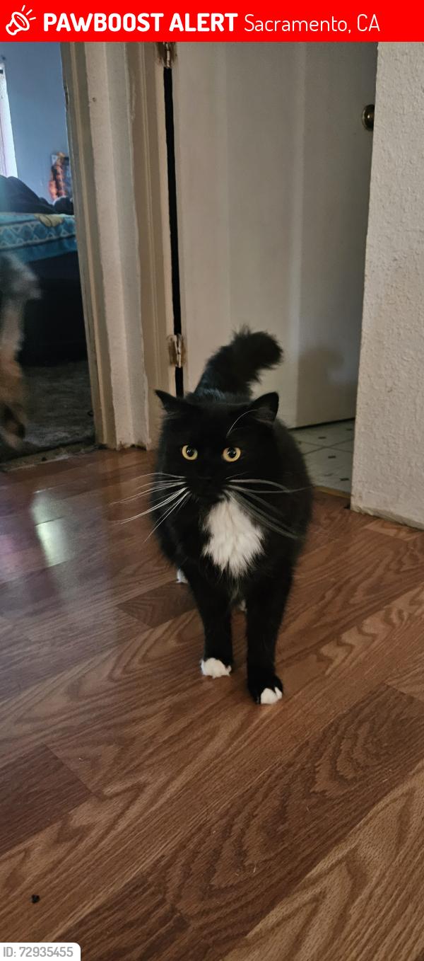 Lost Female Cat last seen Rood ave and Acme, Sacramento, CA 95838