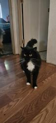 Lost Female Cat last seen Rood ave and Acme, Sacramento, CA 95838