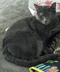 Reunited Female Cat last seen White Falls Dr and Quiet Lake Ln, Pearland, TX 77584
