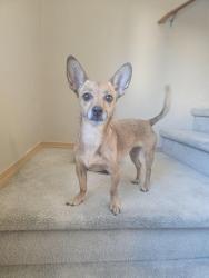 Reunited Female Dog last seen 70th and 43rd, Fife, WA 98424