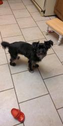 Reunited Male Dog last seen Mary Jane and prospect , Wood Dale, IL 60191