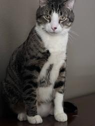 Reunited Male Cat last seen Treehouse Court, Henderson, NV 89012, Henderson, NV 89012