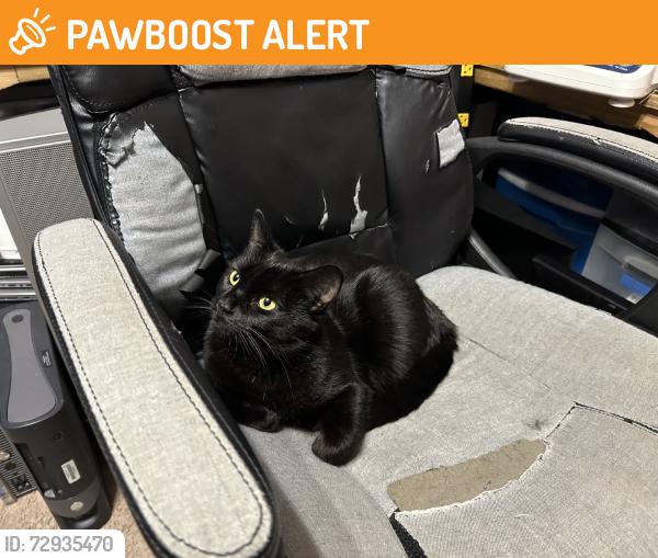 Found/Stray Female Cat last seen In south Paloma Creek, Lakewood Village, TX 75068
