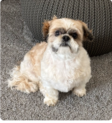 Lost Female Dog last seen Oasis Park, Elk Grove, CA 95757