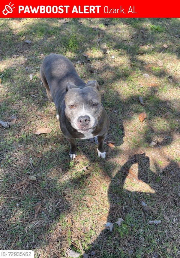 Lost Female Dog last seen Roy Parker Road, Ozark, AL 36360