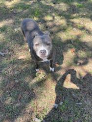 Lost Female Dog last seen Roy Parker Road, Ozark, AL 36360