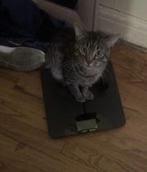 Lost Male Cat last seen Cedar and hickory street , Abilene, TX 79601