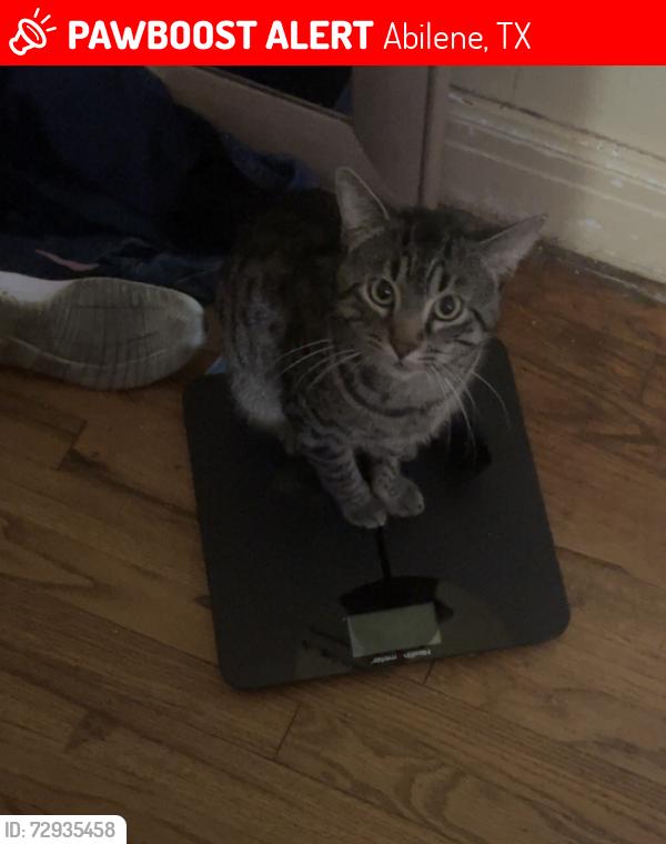 Lost Male Cat last seen Cedar and hickory street , Abilene, TX 79601