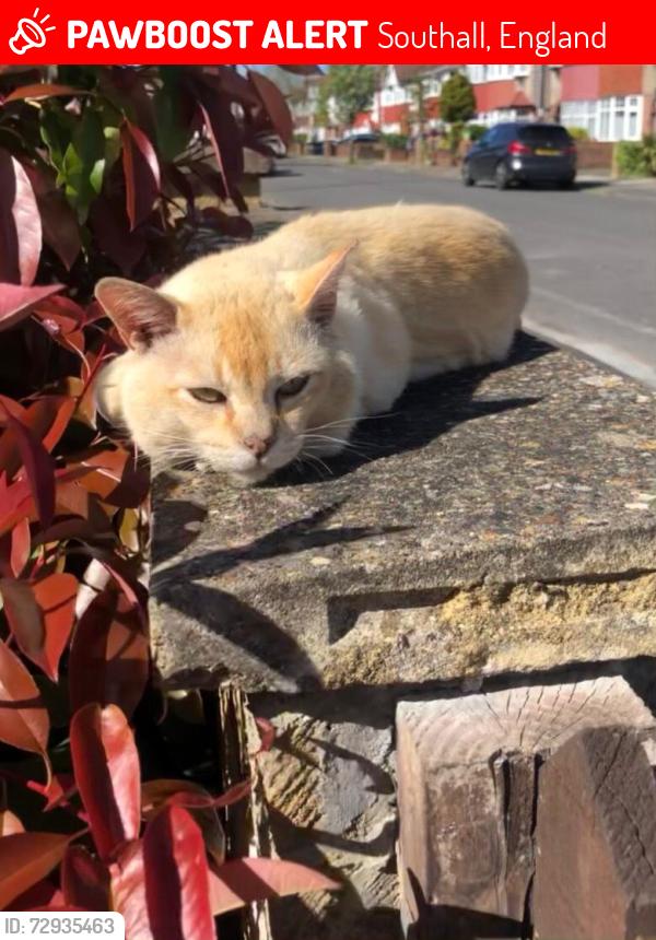 Lost Male Cat last seen Addison place near Southall Park , Southall, England 