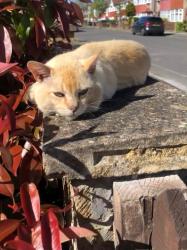 Lost Male Cat last seen Addison place near Southall Park , Southall, England 