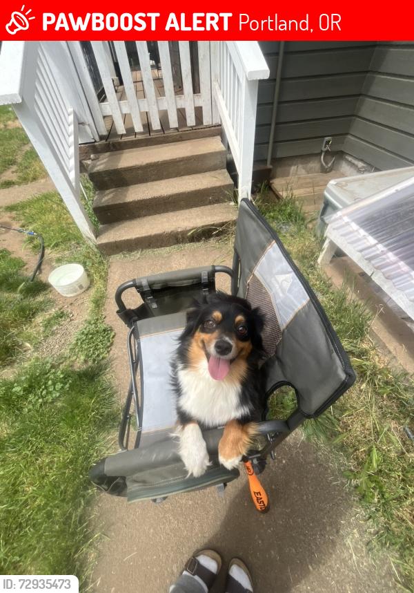 Lost Female Dog last seen 92nd and cooper, Portland, OR 97266