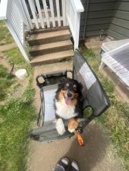Lost Female Dog last seen 92nd and cooper, Portland, OR 97266