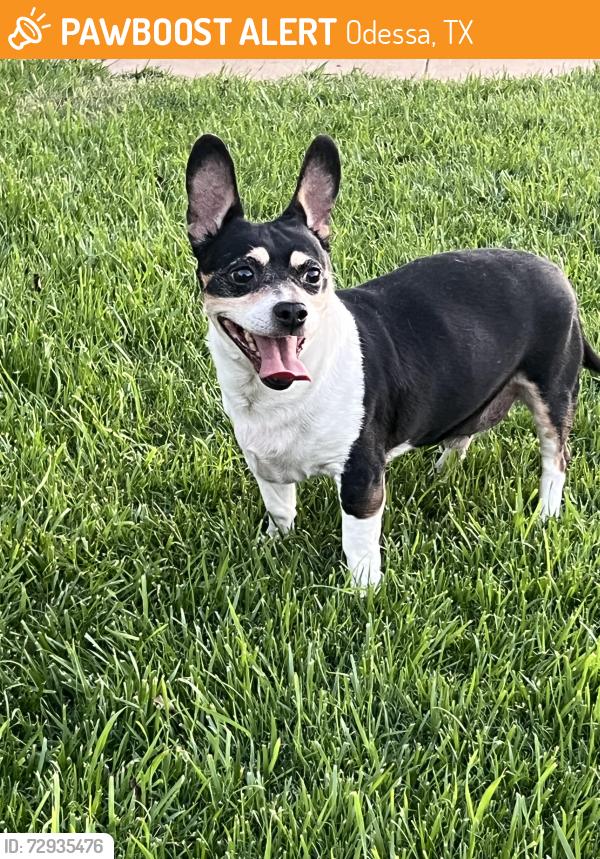 Found/Stray Male Dog last seen 25th and Golder, Odessa, TX 79761