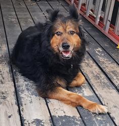 Reunited Unknown Dog last seen Torrey Pine Ct and Bristlecone Dr , Richmond, CA 94803
