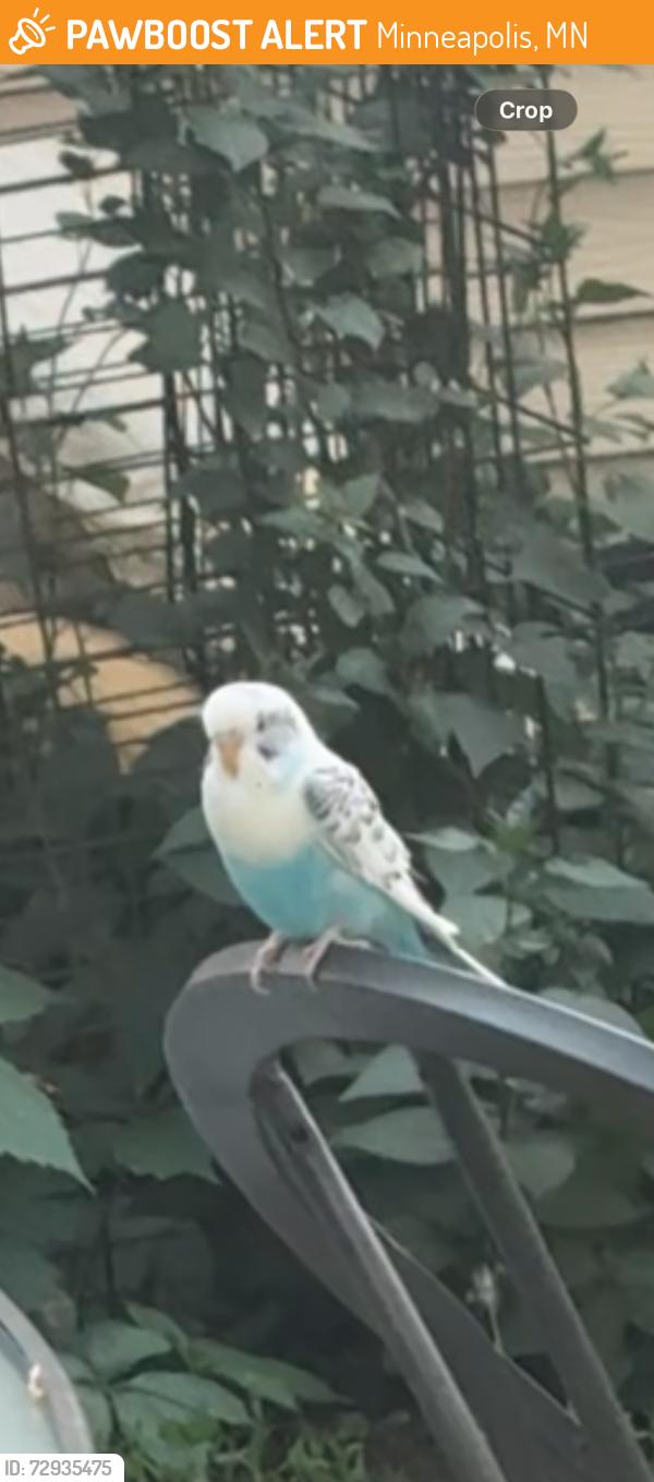Found/Stray Unknown Bird last seen Near James , Minneapolis, MN 55412