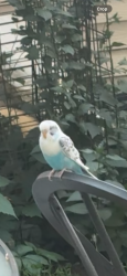 Found/Stray Unknown Bird last seen Near James , Minneapolis, MN 55412