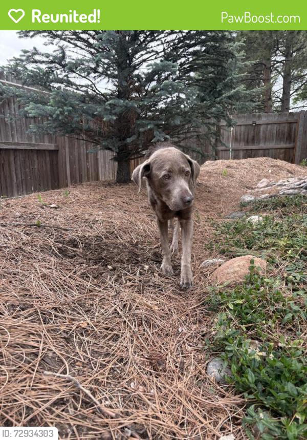 Reunited Female Dog last seen W 72nd Ave and Kendrick St , Arvada, CO 80007