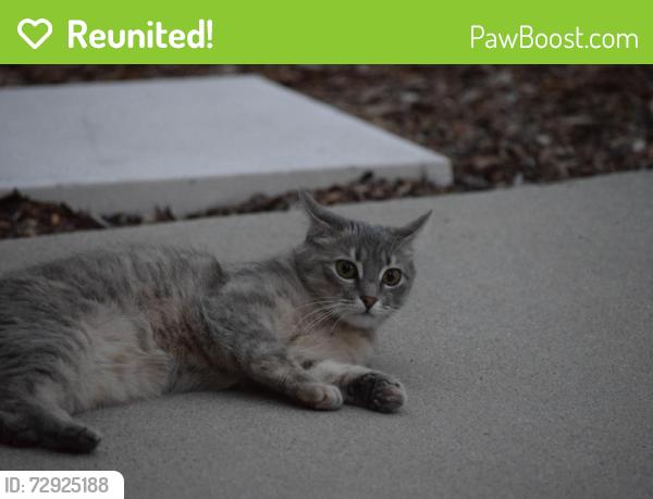 Reunited Female Cat last seen Bourdeaux Dr, Midvale, UT 84047