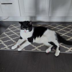 Lost Female Cat last seen S Navajo and W Quincy, near Jason Park, Englewood, CO 80110