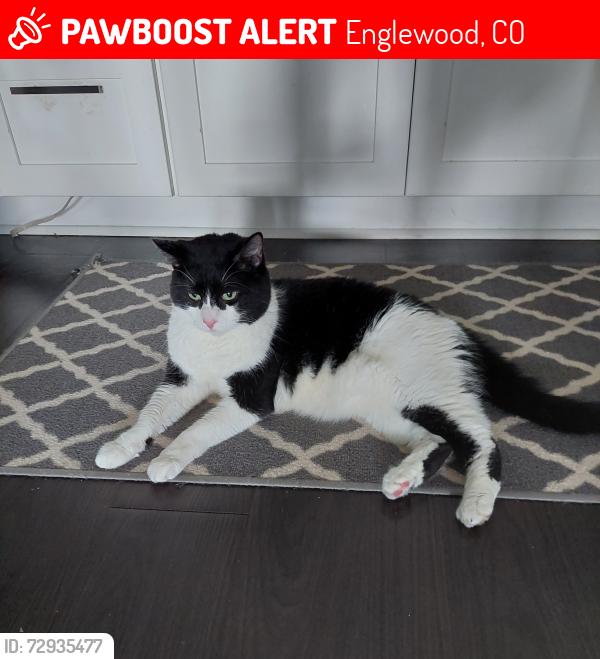 Lost Female Cat last seen S Navajo St and W Quincy Ave, Englewood, CO 80110
