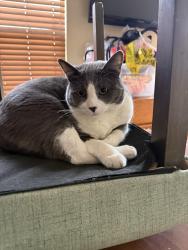 Reunited Male Cat last seen Tower and hampden, Aurora, CO 80013