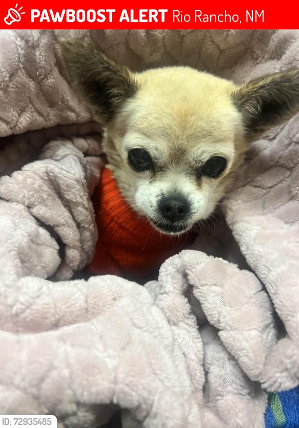 Lost Male Dog last seen Double Diamond/High Resort , Rio Rancho, NM 87124