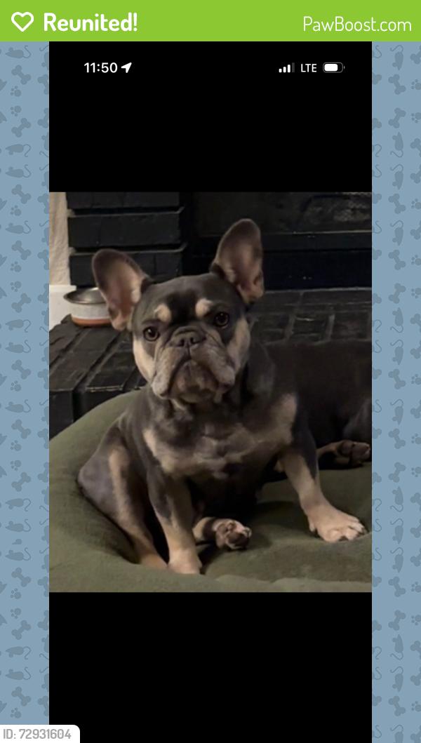 Reunited Female Dog last seen Rimpau and Valencia, Corona, CA 92881