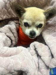 Lost Male Dog last seen Double Diamond/High Resort , Rio Rancho, NM 87124