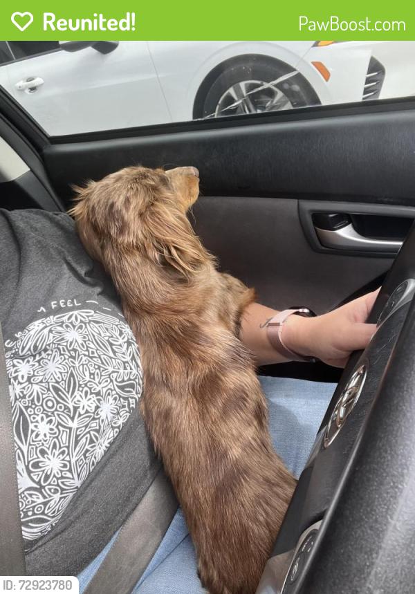 Reunited Female Dog last seen Max bahr park, Indianapolis, IN 46222