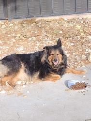 Reunited Female Dog last seen San Pablo Dam road, Richmond, CA 94803