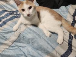 Reunited Male Cat last seen Sharbeth dr s, Varner rd, Jacksonville, FL 32210