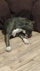 Reunited Male Dog last seen Mohawk rd Montgomery tx , Montgomery, TX 77316
