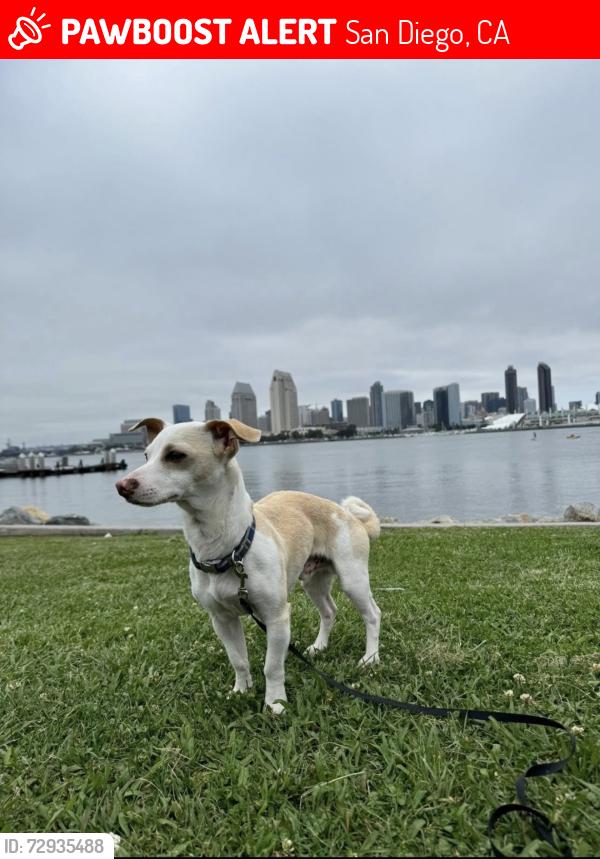 Lost Male Dog last seen Near st San Diego , San Diego, CA 92105