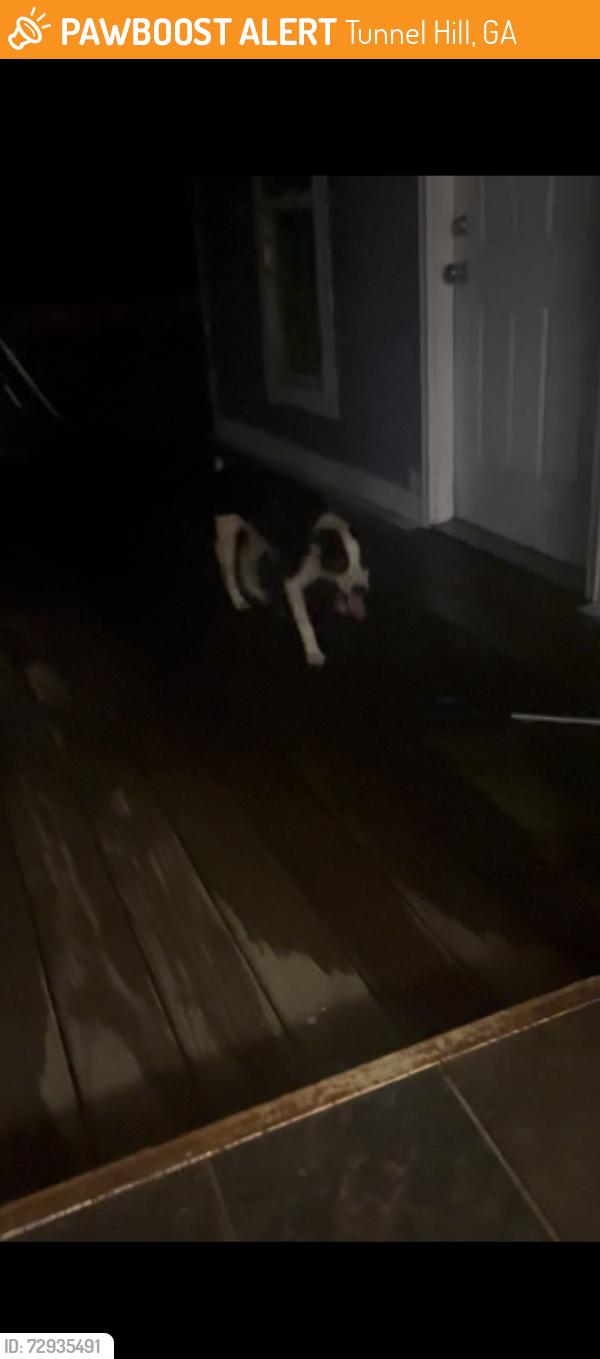 Found/Stray Female Dog last seen Post office , Tunnel Hill, GA 30755