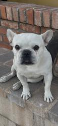 Reunited Female Dog last seen Near Byron St, San Bernardino, CA 92404, USA, San Bernardino, CA 92404