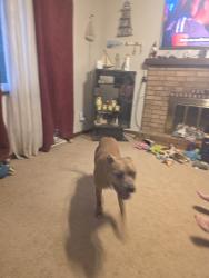 Found/Stray Male Dog last seen 48th and Drury Ave, Kansas City, MO 64117