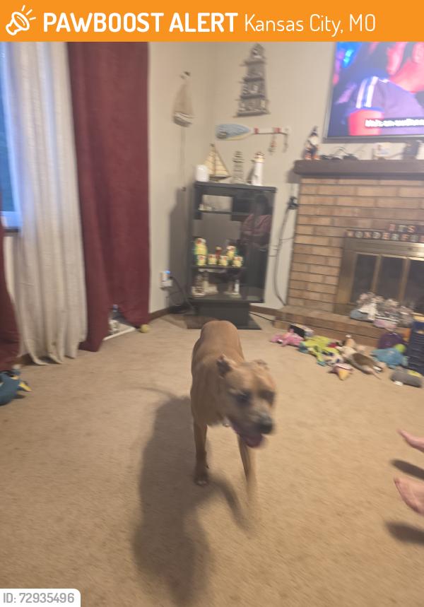 Found/Stray Male Dog last seen 48th and Drury Ave, Kansas City, MO 64117