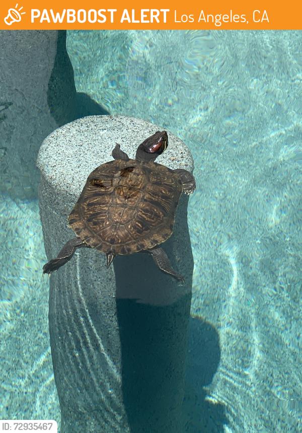 Found/Stray Unknown Reptile last seen Crescent Heights and Clinton, Los Angeles, CA 90048