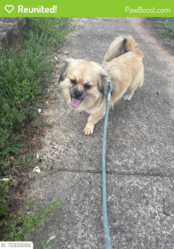 Reunited Male Dog last seen Near Perry Rd, Greenville, SC 29609, USA, Greenville, SC 29609