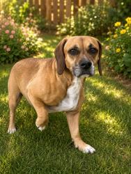 Shelter Stray Female Dog last seen , East Ridge, TN 37412