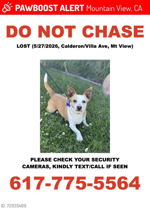 Lost Male Dog last seen Dana Street, Mountain View, Mountain View, CA 94041