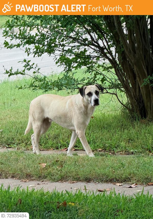 Found/Stray Unknown Dog last seen Provine and Martha , Fort Worth, TX 76103