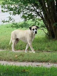 Found/Stray Unknown Dog last seen Provine and Martha , Fort Worth, TX 76103