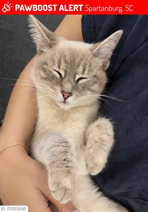 Lost Female Cat last seen SmartPawn pawnshop on Hwy 221, Spartanburg, SC 29303
